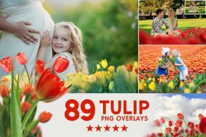 042. Tulips