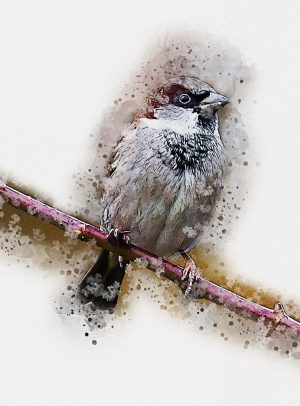 sparrow-5749947_1920..