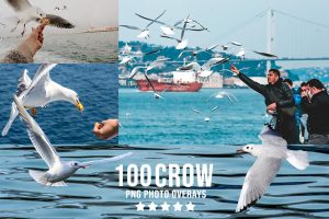 3000+Amazing Birds Photo Overlays Bundle