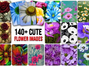 140+ Cute Flower Images