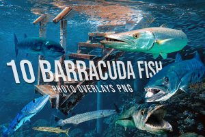 808 Various Sea Creatures & Fish Overlays PNG Bundle